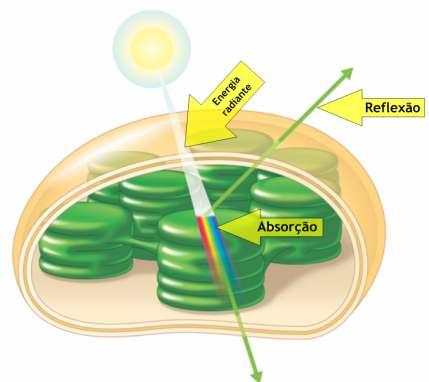 Fotossíntese: Como captam os pigmentos fotossintéticos ticos a energia luminosa? Quando a luz encontra a matéria podem acontecer 3 coisas: A luz é reflectida ou transmitida ou absorvida.