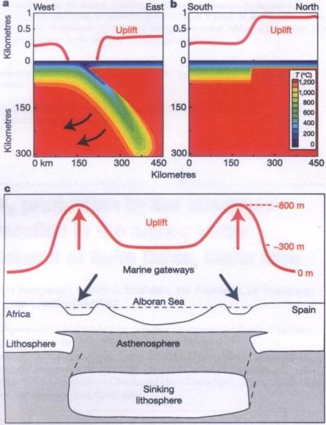 Figura II.20 Modelos termomecânicos ilustrativos do soerguimento devido a roll-back de litosfera oceânica e a ascensão de astenosfera associada (a e b).