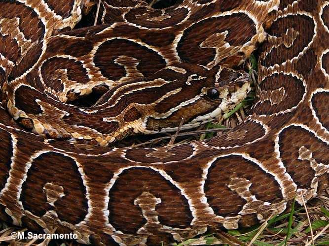 Gênero Bothrops