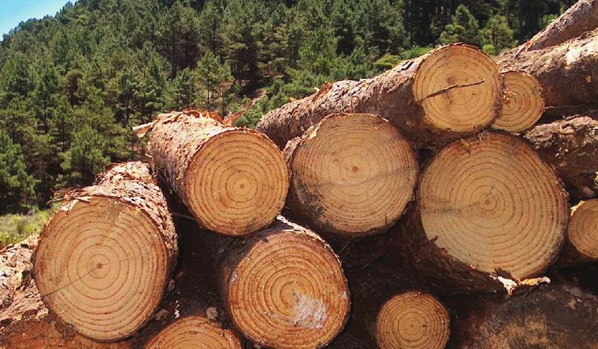 MERCADO INTERNO - ESTADO DE SÃO PAULO Produtos Florestais Em comparação com janeiro, fevereiro deste ano foi marcado pela grande estabilidade dos preços em reais de madeiras in natura procedentes de