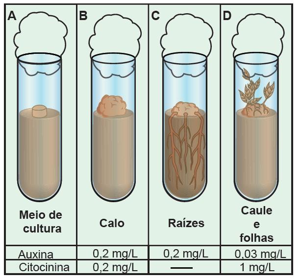 Citocinina Promove a produção de raízes ou caules em