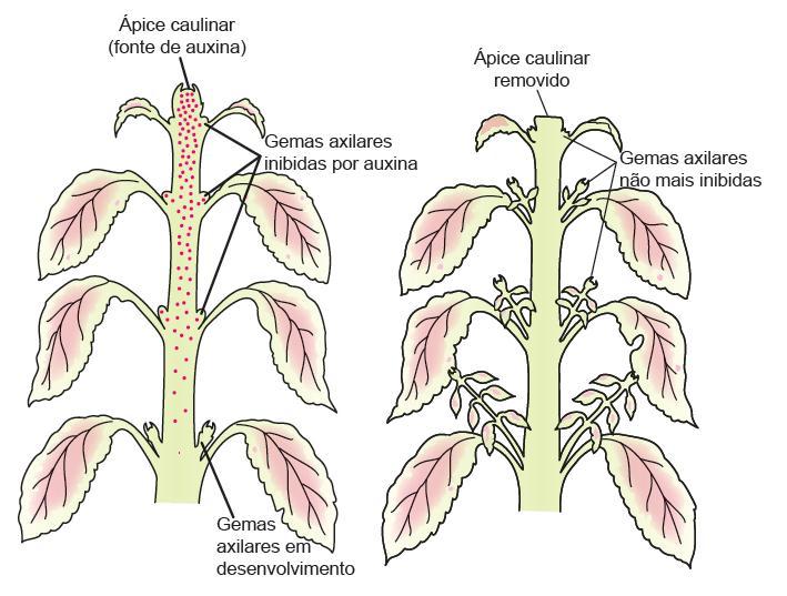 Auxina Promove o crescimento do caule e das raízes Dominância apical