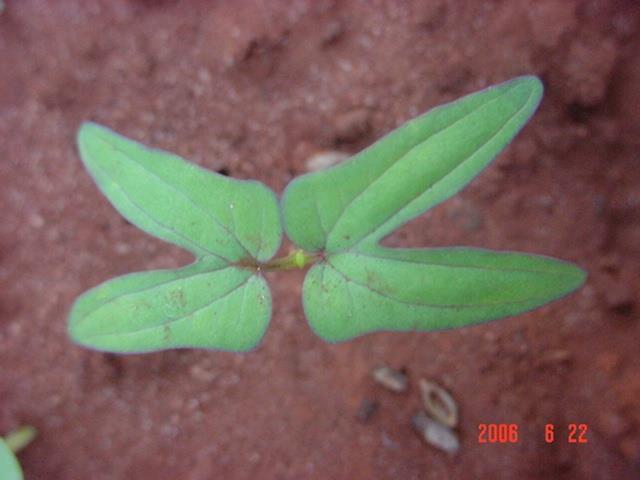 Ipomoea