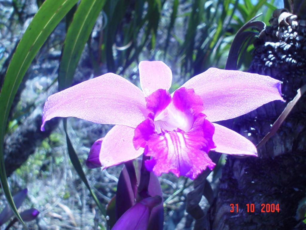 A Syngonanthus mucugensis e a Laelia sincorana, são espécies vegetais pertencentes às famílias das Eriocaulaceae e Orchidaceae, respectivamente.