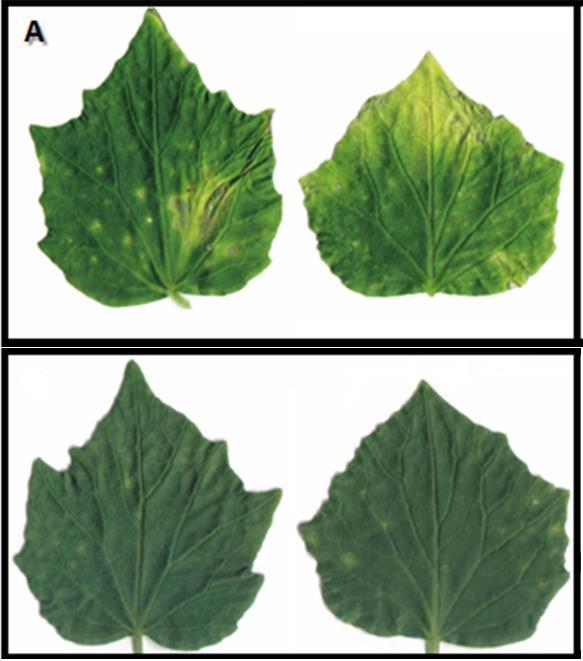 Indução de Resistência Controle Folhas de pepineiro suscetível Safira tratadas com isolados de Trichoderma spp.