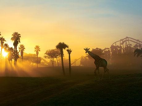 Serengeti Safari Sinta-se levado para as estepes do sul da África em uma excursão em caminhão aberto que o levará para perto das maravilhas dos 260 mil