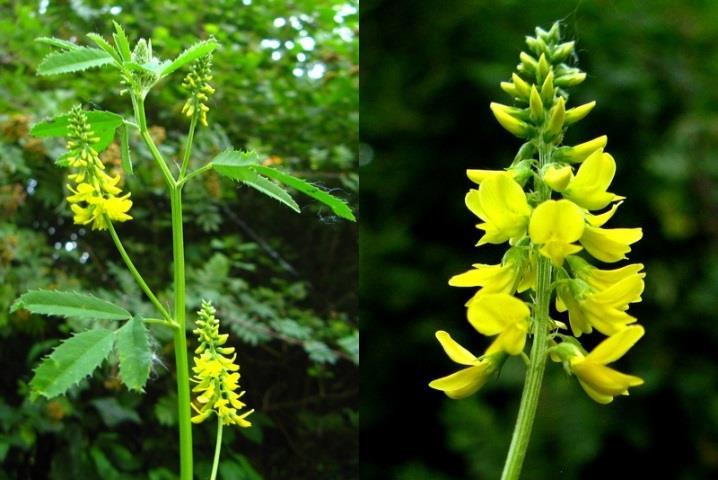 Propriedades Farmacológicas Doença hemorrágica no gado alimentado com trevo-de-cheiroamarelo fermentado (Melilotus officinalis Lam.