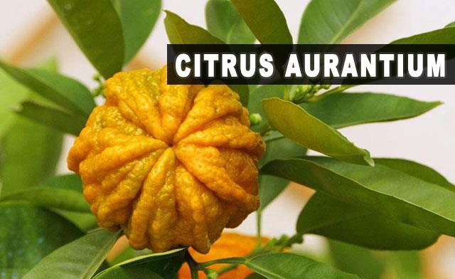Farmacobotânica e Principais representantes do grupo CITROS Nome científico: Citrus aurantium L. e Citrus medica L.
