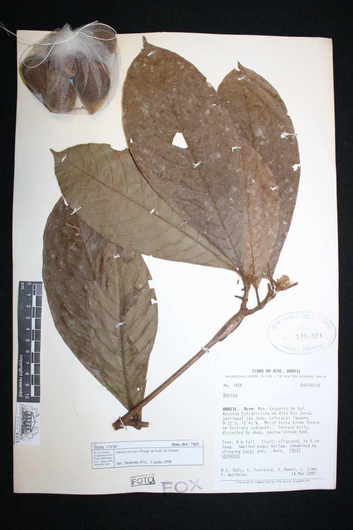 A B FIGURA 2A. Exsicata de Duroia hirsuta (Poepp) K. Schum. Fonte: NASCIMENTO (2016). B: Allomerus decemarticulatus Mayr, 1877.