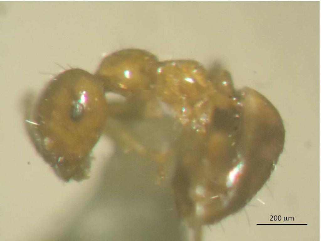 Duroia(vegetal)/formiga na Amazônia brasileira, com o registro de seis gêneros de formigas distribuídos em oito espécies.