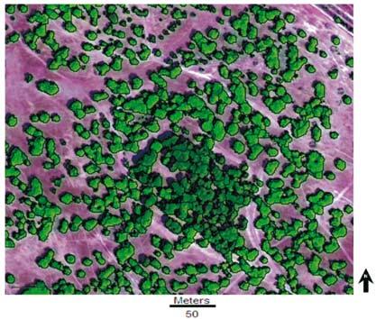 Multi-resolution segmentation based on the vegetation mask on a false-color composite image Figura 4.