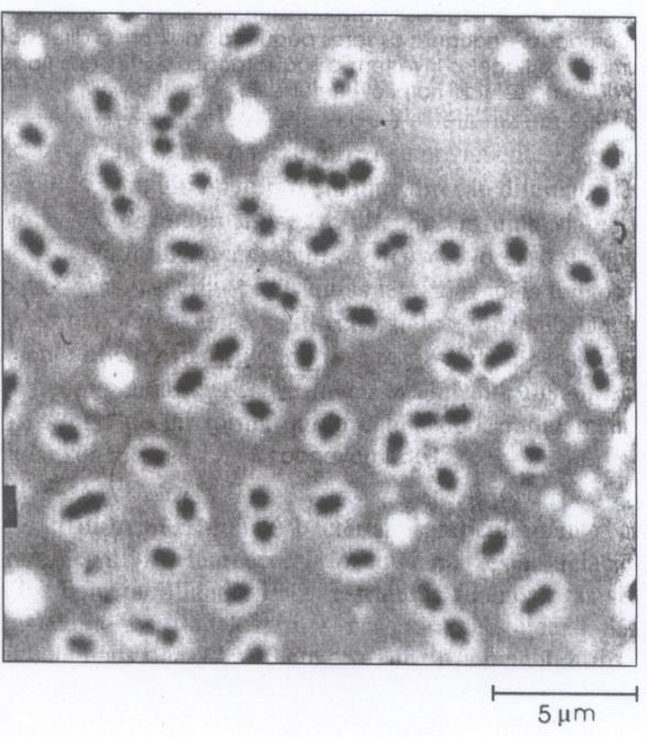 CÁPSULA - Estrutura. Camada viscosa envolve célula (externa à parede). Constituição: polissacarídeos extracelulares.