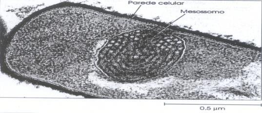 CITOPLASMA - parte da célula envolvida pela membrana citoplasmática - fluido denso : água (80%) / ac.