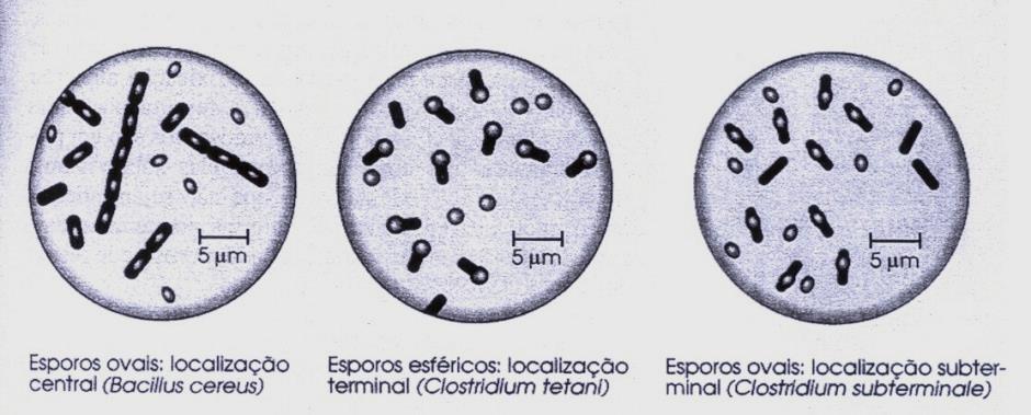 ENDÓSPORO - maioria das bactérias não formam endósporo - célula dormente alta/e resistente fatores