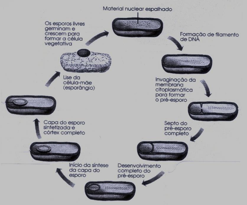 calor / dessecação / produtos tóxicos / radiação UV - caráter taxonômico: forma do endósporo /