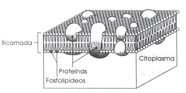 MEMBRANA INTERNA - Composição. localizada internamente à parede em contato com citoplasma. estruturada em camada dupla. composição básica: fosfolipídeos (20-30%) e proteínas (50-70%).