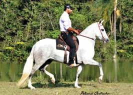 Campeão Nacional Cavalo Graduado de Marcha 2015 por Favacho Diamante *Prop.