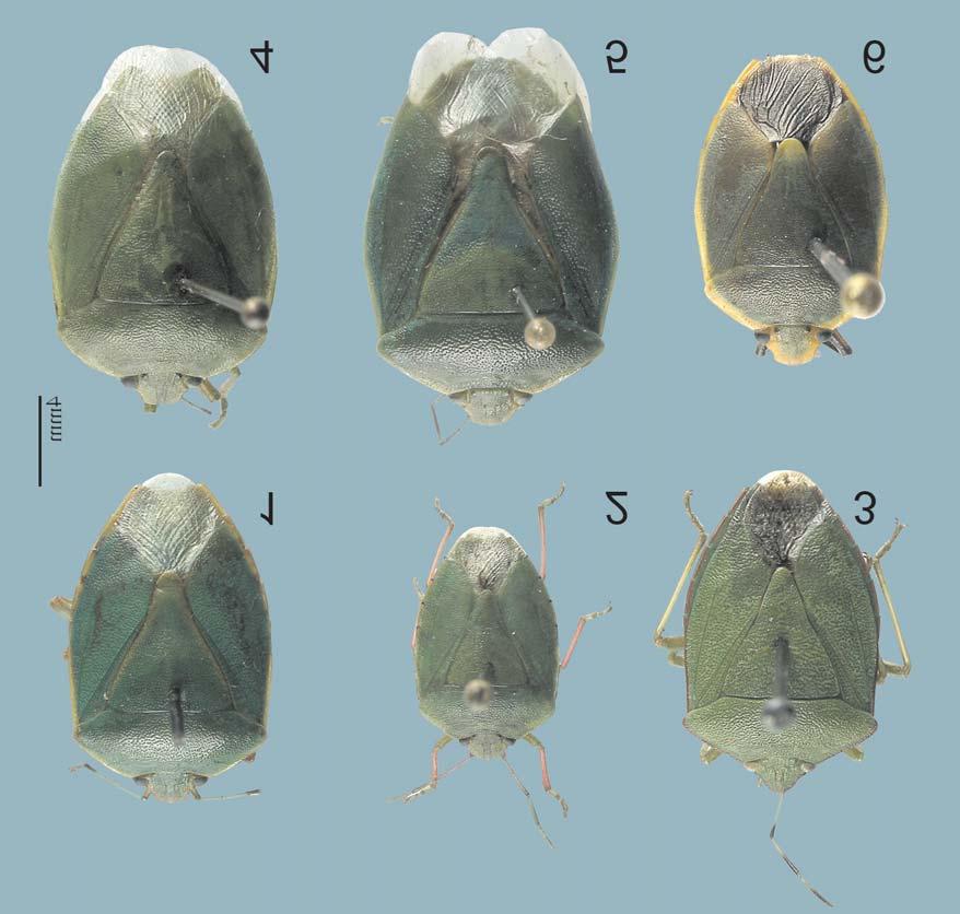 Descrição de seis espécies de Chinavia (Hemiptera, Pentatomidae, Pentatominae)... 239 Medidas. Comprimento médio / : 10,05/12,16; largura abdominal: 6,07/7,02. Demais parâmetros morfométricos, Tab. I.