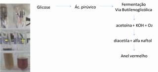 IMViC - Enterobactérias Teste de Voges-Proskauer (produção de acetoína)