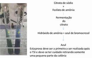 Teste de Citrato de Simmons IMViC - Enterobactérias Diferencia os microrganismos pela capacidade de usarem o Citrato como única fonte de carbono para o metabolismo e crescimento.