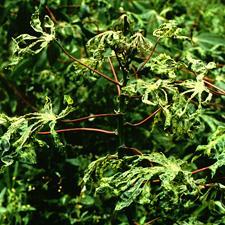 African cassava mosaic virus Infecta: Manihot esculenta Ricinus communis