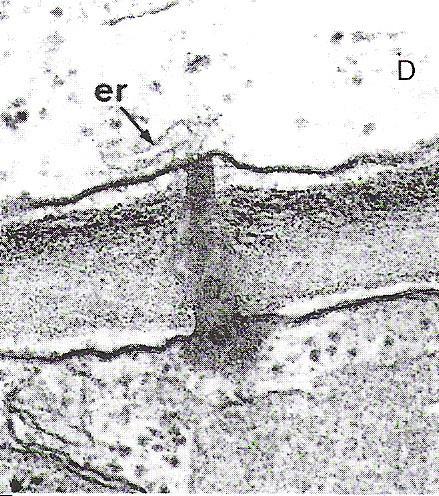 dália (Caulimovirus)