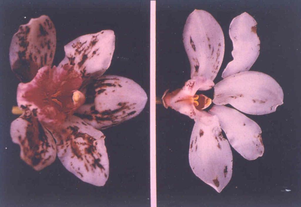 Odontoglossum