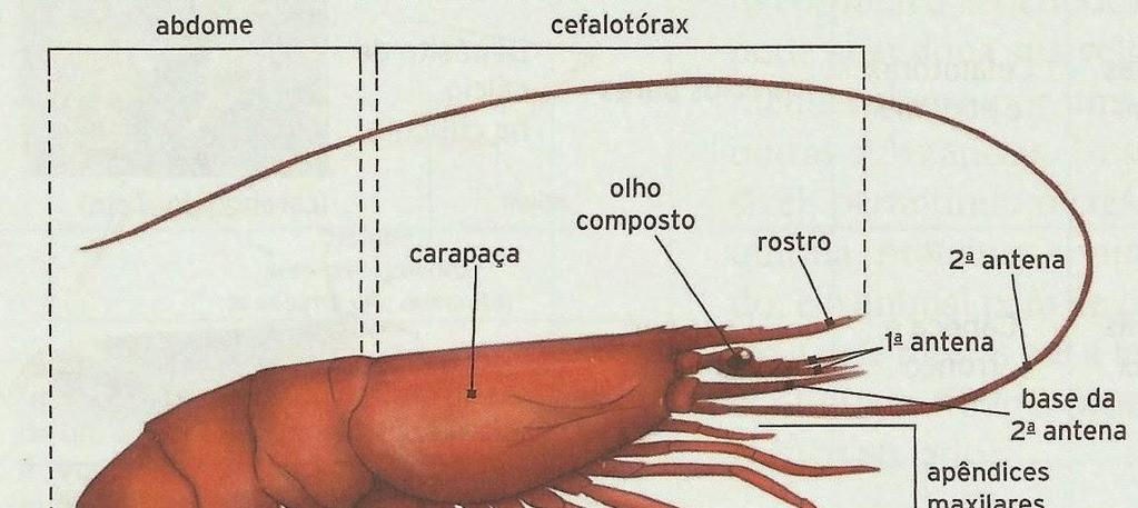 O corpo dos crustáceos pode ser dividido em cabeça, tórax e abdômen; Ou Cefalotórax e