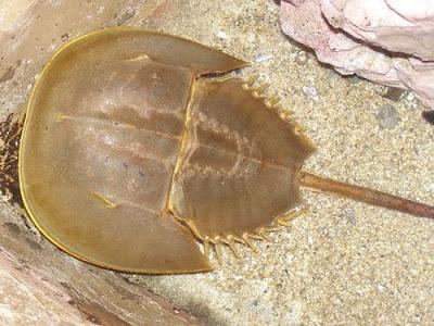 Merostomata; Límulu ou caranguejo-ferradura.