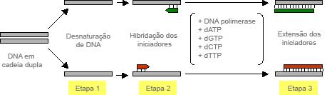 31 replicada e o resultado obtido é a amplificação de uma determinada sequência DNA com bilhões de cópias (MULLIS, 1990).