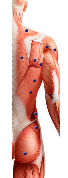 braço; B, face posterior