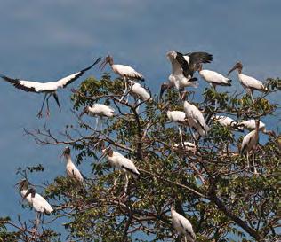 O Pantanal abriga diversas espécies e fornece importantes serviços ecossistêmicos como o controle do ciclo de inundações (com águas que vêm do Cerrado), a proteção e conservação dos recursos do solo