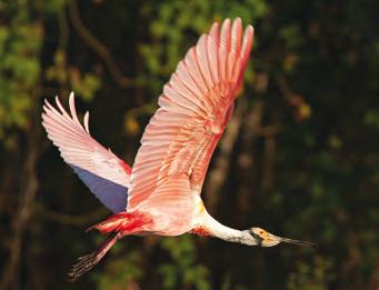 Por que estamos aqui? Para frear a degradação do meio ambiente e para construir um futuro no qual os seres humanos vivam em harmonia com a natureza. www.wwf.org.