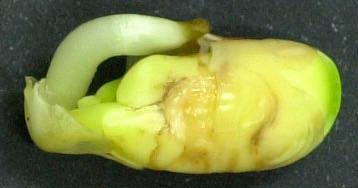 40 A B C Figura 7 - Cultivar IAC-2, semente número 28 (dano provocado na