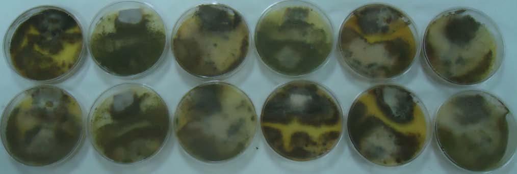 peles piqueladas, da esquerda para direita: Controle, TCMTB, Isotiazolina, OIT + BMC/óleo, OIT+BMC/água e OIT