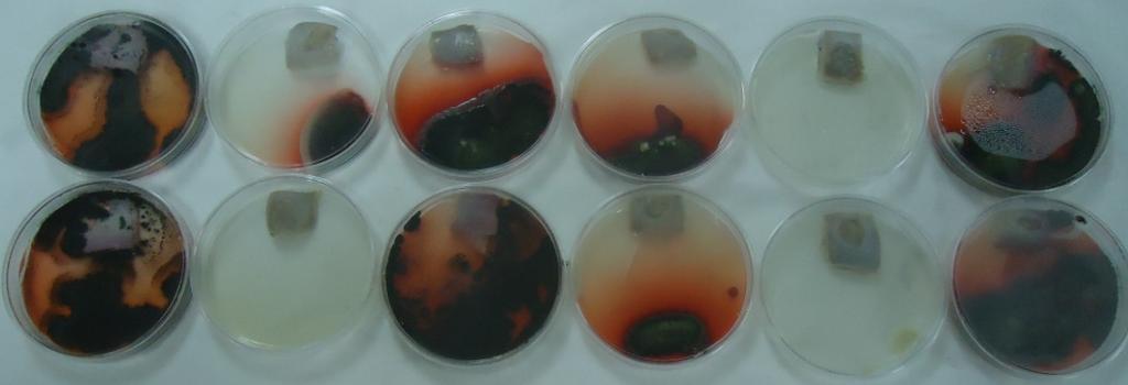 6: Crescimento do fungo Aspergillus flavus nos ensaios em duplicata (amostra de cima com a amostra de baixo) em  7: