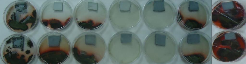 15: Crescimento do fungo Penicillium herguei nos ensaios em duplicata (amostra de cima com a de baixo) em wet-blue.