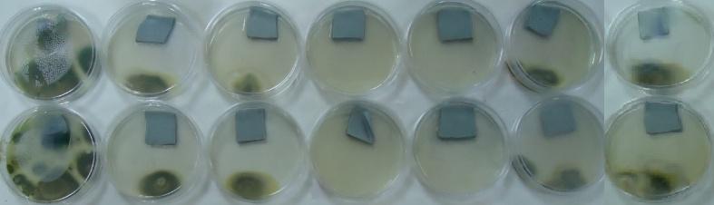 73 Figura 4.16: Crescimento do fungo Penicillium chrysogenumnos ensaios em duplicata (amostra de cima com a de baixo) em wet-blue.