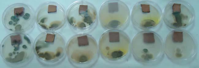 28: Crescimento do fungo Penicillium chrysogenum nos ensaios em duplicata (amostra de cima com a amostra de baixo) em