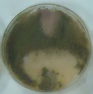 amostras de couro de  microbicidas
