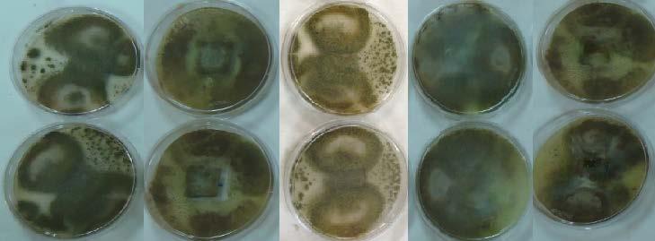 respectivamente, após 28 dias de teste. Figura A.5: Crescimento do fungo Aspergillus niger nas amostras de couros curtidos com os metabólitos dos fungos.
