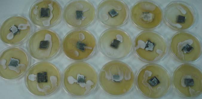microbicidas, da esquerda para direita: Controle, TCMTB, Isotiazolina, OIT+BMC/óleo, OIT+BMC/água e OIT