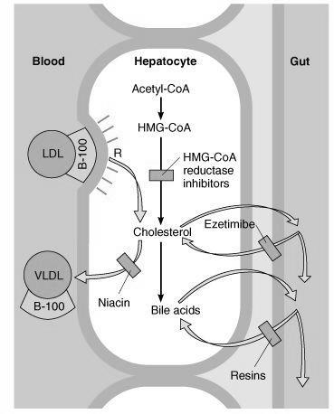 Fármacos usados no tratamento das dislipidémias Ácido nicotínico Actua no hepatócito Inibem a síntese de TG e a secreção das VLDL VLDL, LDL e HDL Resinas de troca iónica Actuam no intestino