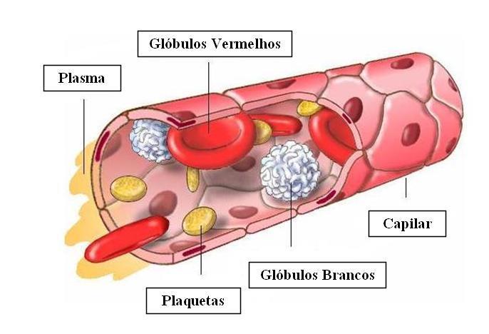 Hemostase Manutenção da fluidez sanguínea pelos vasos prevenção da perda significativa de sangue após algum dano vascular, através da resposta fisiológica normal abrange