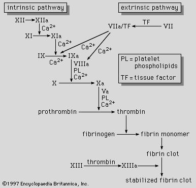 Via comum Fígado Cascatas enzimáticas controlada por inibidores: Exe: antitrombina III 2-globulina que neutraliza todas as serina proteases da cascata (de