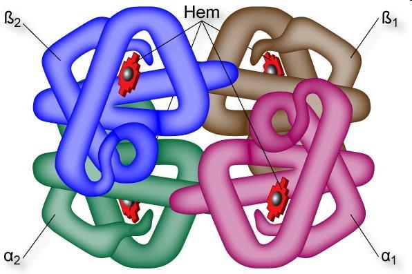 Antianémicos Cadeia de hemoglobina = heme + globina Heme = protoporfirina IX + Fe ++ (o ferro fixa O 2 ) Falta de Fe ++ Falta de hemoglobina