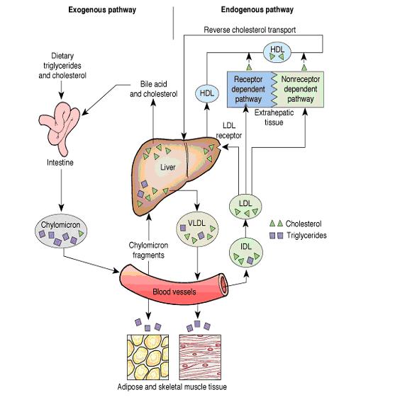 Metabolismo