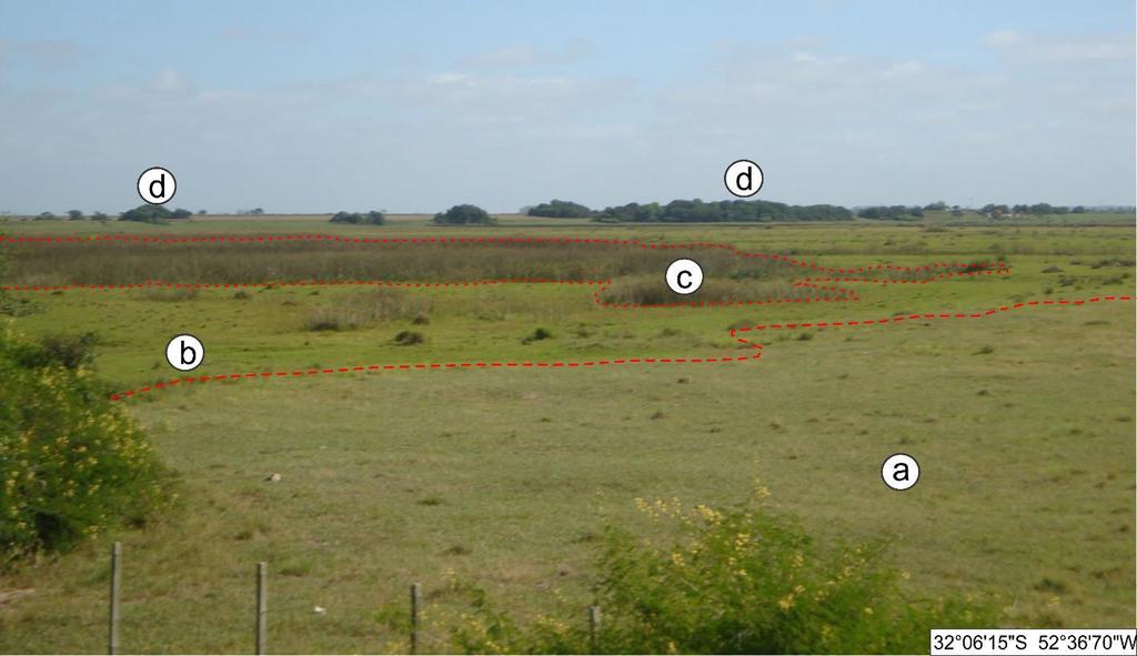 Figura 3. Características do sistema de diques marginais: (a) transição entre sistema de diques marginais, que sustentam vegetação campestre adaptada a solos mais bem drenados.