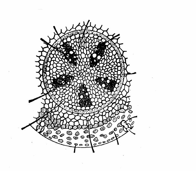 Protoderme Parênquima Córtex Colênquima Estrutura primária Meristema Fundamental Esclerênquima Medula Endoderme