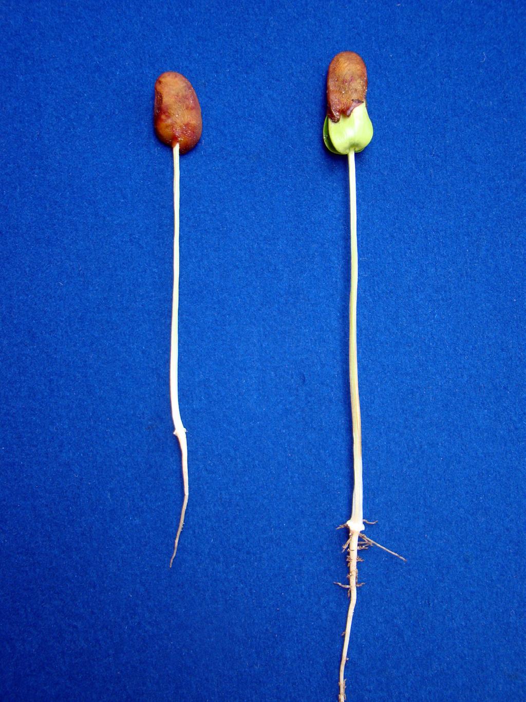4 Germinação de sementes de espécies amazônicas: angelim-vermelho (Dinizia excelsa Ducke) Foto: Eniel David Cruz. CRUZ, E. D.; QUEIROZ, R. J. B.; CARVALHO, J. E. U. de. Methods for overcoming dormancy in Dinizia excelsa Ducke seeds.